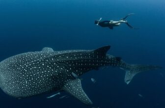 Practically Each Whale Shark at This Vacationer Vacation spot Bears Human-Made Scars