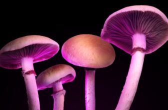 Some Magic Mushroom Edibles Have Zero Psilocybin—Simply Junk That Nonetheless Will get You Excessive