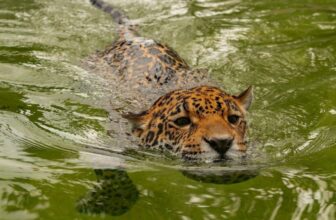 Jaguar Smashes File for the Species’ Longest Recorded Swim, Baffling Scientists