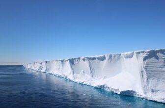 Scientists Went On the lookout for Shackleton’s Endurance. They discovered a Hidden Fish Metropolis in Excellent Formation As an alternative