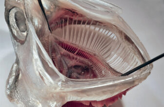 Fish-Impressed Laundry Filter Reveals Early Promise Towards Microplastics