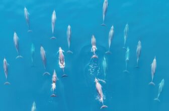 The World’s Oceans Soaked Up File-Breaking Warmth for the ninth Straight Yr